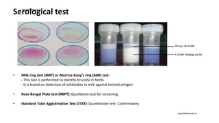 Serological test
• Milk ring test (MRT) or Abortus Bang’s ring (ABR) test:
- This test is performed to identify brucella in herds.
- It is based on detection of antibodies in milk against stained antigen
• Rose Bengal Plate test (RBPT): Qualitative test for screening.
• Standard Tube Agglutination Test (STAT): Quantitative test- Confirmatory
drprofessionals.in
drprofessionals.in
 