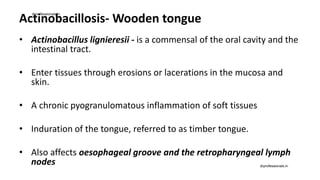 Actinobacillosis- Wooden tongue
• Actinobacillus lignieresii - is a commensal of the oral cavity and the
intestinal tract.
• Enter tissues through erosions or lacerations in the mucosa and
skin.
• A chronic pyogranulomatous inflammation of soft tissues
• Induration of the tongue, referred to as timber tongue.
• Also affects oesophageal groove and the retropharyngeal lymph
nodes
drprofessionals.in
drprofessionals.in
 