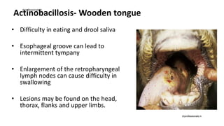 Actinobacillosis- Wooden tongue
• Difficulty in eating and drool saliva
• Esophageal groove can lead to
intermittent tympany
• Enlargement of the retropharyngeal
lymph nodes can cause difficulty in
swallowing
• Lesions may be found on the head,
thorax, flanks and upper limbs.
drprofessionals.in
drprofessionals.in
 