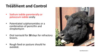 Treatment and Control
• Sodium iodide parenterally or
potassium iodide orally
• Potentiated sulphonamides or a
combination of penicillin and
streptomycin
• Oral isoniazid for 30 days for refractory
lesions.
• Rough feed or pasture should he
avoided.
drprofessionals.in
drprofessionals.in
 