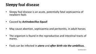 Sleepy foal disease
• Sleepy foal disease is an acute, potentially fatal septicaemia of
newborn foals
• Caused by Actinobacillus Equuli
• May cause abortion, septicaemia and peritonitis, in adult horses
• The organism is found in the reproductive and intestinal tracts of
mares.
• Foals can be infected in utero and after birth via the umbilicus.
drprofessionals.in
drprofessionals.in
 
