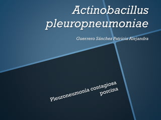 Actinobacillus
pleuropneumoniae
Guerrero Sánchez Patricia Alejandra

 