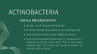 ACTINOBACTERIA
-Genus Mycobacterium
aerobic, non-endospore forming rods.
Acid-fast staining, drug resistance, and pathogen...