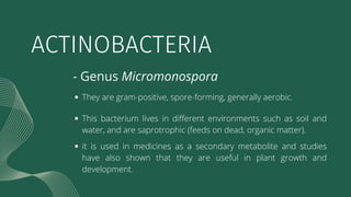 ACTINOBACTERIA
- Genus Micromonospora
They are gram-positive, spore-forming, generally aerobic.
This bacterium lives in di...