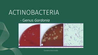 - Genus Gordonia
ACTINOBACTERIA
Gordona bronchialis
 