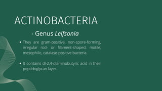ACTINOBACTERIA
- Genus Leifsonia
They are gram-positive, non-spore-forming,
irregular rod- or filament-shaped, motile,
mes...