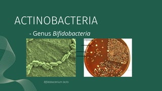 - Genus Bifidobacteria
ACTINOBACTERIA
Bifidobacterium lactis
 