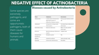 Diseases caused by Actinobacteria
Some species are
extremely
pathogens, and
some are
oppurtunistic
pathogens, both of
them...
