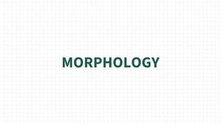 MORPHOLOGY
 