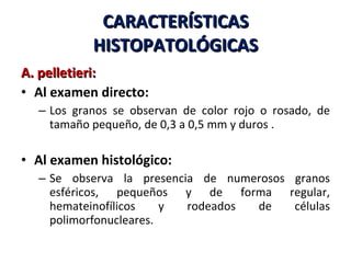 CARACTERÍSTICAS HISTOPATOLÓGICAS A. pelletieri: Al examen directo: Los granos se observan de color rojo o rosado, de tamaño pequeño, de 0,3 a 0,5 mm y duros . Al examen histológico: Se observa la presencia de numerosos granos esféricos, pequeños y de forma regular, hemateinofílicos y rodeados de células polimorfonucleares. 