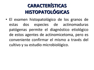 CARACTERÍSTICAS HISTOPATOLÓGICAS El examen histopatológico de los granos de estas dos especies de actinomaduras patógenas permite el diagnóstico etiológico de estos agentes de actinomicetoma, pero es conveniente confirmar el mismo a través del cultivo y su estudio microbiológico. 