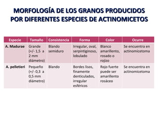 MORFOLOGÍA DE LOS GRANOS PRODUCIDOS POR DIFERENTES ESPECIES DE ACTINOMICETOS Especie  Tamaño  Consistencia  Forma  Color  Ocurre  A. Madurae Grande (+/- 1,5  a 2 mm diámetro) Blando semiduro Irregular, oval, serpintiginoso , lobulado Blanco amarillento, rosado o rojizo Se encuentra en actinomicetoma A. pelletieri Pequeño (+/- 0,3  a 0,5 mm diámetro) Blando  Bordes lisos, finamente denticulados, irregular esféricos Rojo fuerte puede ser amarillento rosáceo Se encuentra en actinomicetoma 