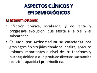 ASPECTOS CLÍNICOS Y EPIDEMIOLÓGICOS El actinomicetoma: Infección crónica, localizada, y de lenta y progresiva evolución, que afecta a la piel y el subcutáneo.  Causado por Actinomadura se caracteriza por gran agresión a tejidos donde se localiza, produce lesiones importantes a nivel de los tendones y huesos; debido a que produce diversas sustancias con alta capacidad proteinolítica.  