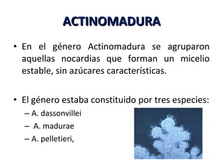 ACTINOMADURA En el género Actinomadura se agruparon aquellas nocardias que forman un micelio estable, sin azúcares características.  El género estaba constituido por tres especies:  A. dassonvillei A. madurae  A. pelletieri, 