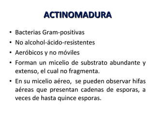 ACTINOMADURA Bacterias Gram-positivas No alcohol-ácido-resistentes Aeróbicos y no móviles Forman un micelio de substrato abundante y extenso, el cual no fragmenta.  En su micelio aéreo,  se pueden observar hifas aéreas que presentan cadenas de esporas, a veces de hasta quince esporas. 