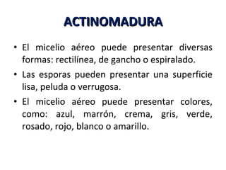 ACTINOMADURA El micelio aéreo puede presentar diversas formas: rectilínea, de gancho o espiralado.  Las esporas pueden presentar una superficie lisa, peluda o verrugosa.  El micelio aéreo puede presentar colores, como: azul, marrón, crema, gris, verde, rosado, rojo, blanco o amarillo.  