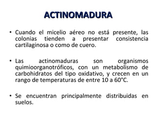 ACTINOMADURA Cuando el micelio aéreo no está presente, las colonias tienden a presentar consistencia cartilaginosa o como de cuero.  Las actinomaduras son organismos quimioorganotróficos, con un metabolismo de carbohidratos del tipo oxidativo, y crecen en un rango de temperaturas de entre 10 a 60°C. Se encuentran principalmente distribuidas en suelos. 