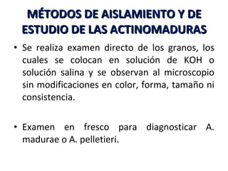 MÉTODOS DE AISLAMIENTO Y DE ESTUDIO DE LAS ACTINOMADURAS Se realiza examen directo de los granos, los cuales se colocan en solución de KOH o solución salina y se observan al microscopio sin modificaciones en color, forma, tamaño ni consistencia.  Examen en fresco para diagnosticar A. madurae o A. pelletieri. 