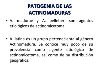 PATOGENIA DE LAS ACTINOMADURAS A. madurae y A. pelletieri son agentes etiológicos de actinomicetoma.  A. latina es un grupo perteneciente al género Actinomadura. Se conoce muy poco de su prevalencia como agente etiológico de actinomicetoma, así como de su distribución geográfica. 