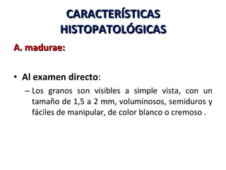 CARACTERÍSTICAS HISTOPATOLÓGICAS A. madurae: Al examen directo : Los granos son visibles a simple vista, con un tamaño de 1,5 a 2 mm, voluminosos, semiduros y fáciles de manipular, de color blanco o cremoso . 