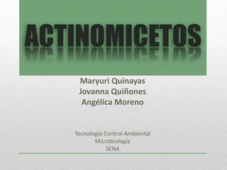ACTINOMICETOS 
Maryuri Quinayas 
Jovanna Quiñones 
Angélica Moreno 
Tecnología Control Ambiental 
Microbiología 
SENA 
 