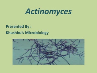Actinomyces
Presented By :
Khushbu’s Microbiology
 