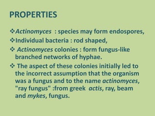 PROPERTIES
Actinomyces : species may form endospores,
Individual bacteria : rod shaped,
 Actinomyces colonies : form fungus-like
branched networks of hyphae.
 The aspect of these colonies initially led to
the incorrect assumption that the organism
was a fungus and to the name actinomyces,
"ray fungus" :from greek actis, ray, beam
and mykes, fungus.
 