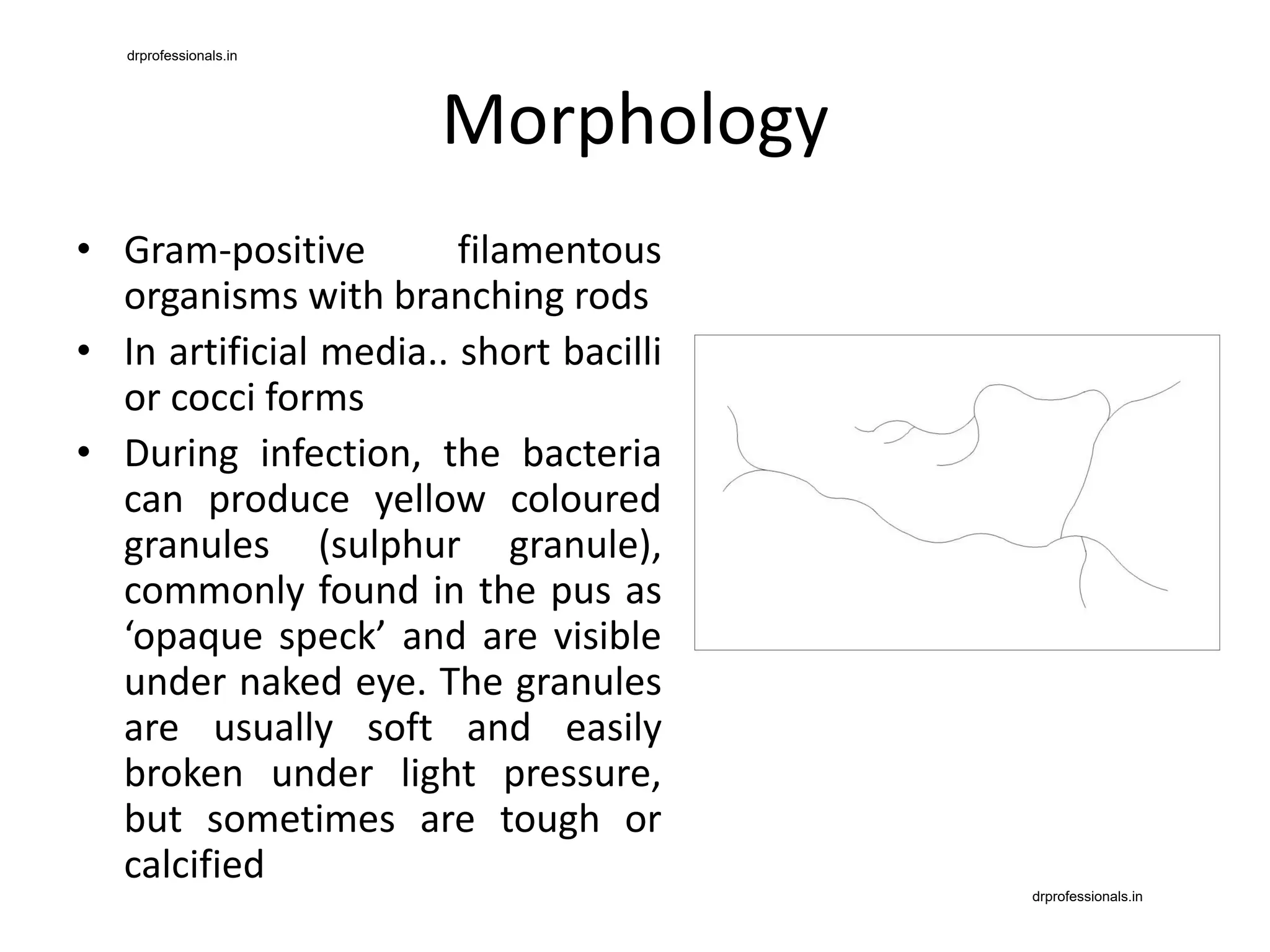 Actinomyces and Nocardia.pdf