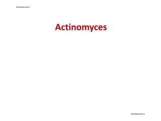 Actinomyces
drprofessionals.in
drprofessionals.in
 