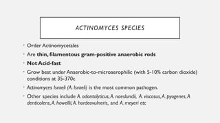 Comprehensive Overview of Actinomyces and Nocardia Infections for ...