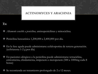 ACTINOMYCES Y ARACHNIA


Tx:

 Altamente sensible a penicilina, aminopenicilinas y minociclina.

 Penicilina benzatínica 1,200,000 a 2,400,000 por día.

 En la fase aguda puede administrarse cefalosporina de tercera generación.
  (ceftriaxona 1-2 g por día)

 En pacientes alérgicos a la penicilina puede administrarse tetraciclina,
  eritromicina, clindamicina, imipenem o meropenem (500 a 1000mg cada 8
  horas)

 Se recomienda un tratamiento prolongado de 2 a 12 meses.
 