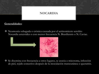 NOCARDIA


Generalidades:

 Neumonía subaguda o crónica causada por el actinomiceto aerobio
  Nocardia asteroides o con menor frecuencia N. Brasiliensis o N. Caviae.




 Se disemina con frecuencia a otros lugares, se asocia a micetoma, infección
  de piel, tejido conectivo después de la inoculación transcutánea o queratitis.
 