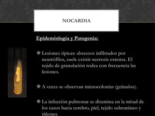 NOCARDIA


Epidemiología y Patogenia:

 Lesiones típicas: abscesos infiltrados por
  neutrófilos, suele existir necrosis extensa. El
  tejido de granulación rodea con frecuencia las
  lesiones.

 A veces se observan microcolonias (gránulos).

 La infección pulmonar se disemina en la mitad de
  los casos hacia cerebro, piel, tejido subcutáneo y
  riñones.
 