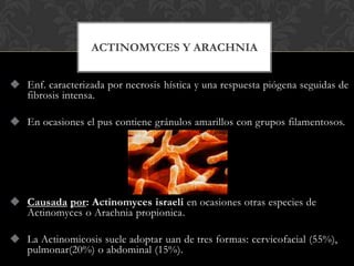 ACTINOMYCES Y ARACHNIA


 Enf. caracterizada por necrosis hística y una respuesta piógena seguidas de
  fibrosis intensa.

 En ocasiones el pus contiene gránulos amarillos con grupos filamentosos.




 Causada por: Actinomyces israeli en ocasiones otras especies de
  Actinomyces o Arachnia propionica.

 La Actinomicosis suele adoptar uan de tres formas: cervicofacial (55%),
  pulmonar(20%) o abdominal (15%).
 
