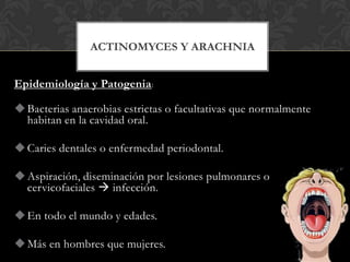 ACTINOMYCES Y ARACHNIA


Epidemiología y Patogenia :

 Bacterias anaerobias estrictas o facultativas que normalmente
  habitan en la cavidad oral.

 Caries dentales o enfermedad periodontal.

 Aspiración, diseminación por lesiones pulmonares o
  cervicofaciales  infección.

 En todo el mundo y edades.

 Más en hombres que mujeres.
 