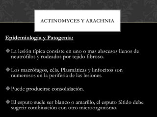 ACTINOMYCES Y ARACHNIA


Epidemiologia y Patogenia:

La lesión típica consiste en uno o mas abscesos llenos de
 neutrófilos y rodeados por tejido fibroso.

Los macrófagos, céls. Plasmáticas y linfocitos son
 numerosos en la periferia de las lesiones.

Puede producirse consolidación.

El esputo suele ser blanco o amarillo, el esputo fétido debe
 sugerir combinación con otro microorganismo.
 