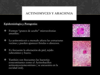 ACTINOMYCES Y ARACHNIA


Epidemiologia y Patogenia:

 Forman “granos de azufre” microcolonias
  amarillas.

 La actinomicosis a menudo afecta las estructuras
  vecinas y pueden aparecer fistulas o abscesos.

 Es frecuente la afectación de piel, tejido
  subcutáneo y hueso.

 También son frecuentes las bacterias
  concomitantes como el Actinobacillus
  actinomycetemcomitans ( se encuentra en la
  cavidad oral).
 