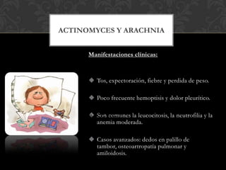 ACTINOMYCES Y ARACHNIA


       Manifestaciones clínicas:



        Tos, expectoración, fiebre y perdida de peso.

    Tos
        Poco frecuente hemoptisis y dolor pleurítico.
    Expectoraciones
    • Tos
    Perdida de peso fiebre y
    • expectoración,
        Sonde peso la leucocitosis, la neutrofilia y la
        Perdida comunes
          anemia moderada.

        Casos avanzados: dedos en palillo de
         tambor, osteoartropatía pulmonar y
         amiloidosis.
 
