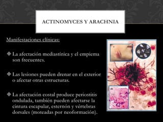 ACTINOMYCES Y ARACHNIA


Manifestaciones clínicas:

 La afectación mediastínica y el empiema
  son frecuentes.

 Las lesiones pueden drenar en el exterior
  o afectar otras estructuras.

 La afectación costal produce periostitis
  ondulada, también pueden afectarse la
  cintura escapular, esternón y vértebras
  dorsales (moteadas por neoformación).
 