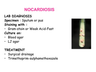 NOCARDIOSIS
LAB DIAGNOSIS
Specimen : Sputum or pus
Staining with :
• Gram-stain or Weak Acid-Fast
Culture on:
• Blood agar
• LJ agar
TREATMENT
• Surgical drainage
• Trimethoprim-sulphamethoxazole

 