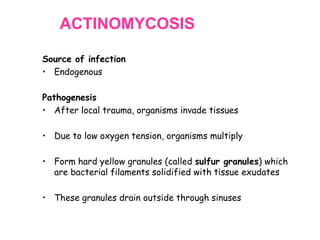 ACTINOMYCOSIS
Source of infection
• Endogenous

Pathogenesis
• After local trauma, organisms invade tissues
• Due to low oxygen tension, organisms multiply
• Form hard yellow granules (called sulfur granules) which
are bacterial filaments solidified with tissue exudates
• These granules drain outside through sinuses

 