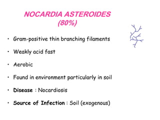 NOCARDIA ASTEROIDES
(80%)
• Gram-positive thin branching filaments
• Weakly acid fast
• Aerobic
• Found in environment particularly in soil
• Disease : Nocardiosis
• Source of Infection : Soil (exogenous)

 