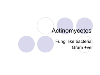 Actinomycetes Fungi like bacteria Gram +ve 