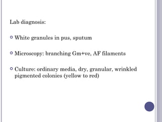 Lab diagnosis:
 White granules in pus, sputum
 Microscopy: branching Gm+ve, AF filaments
 Culture: ordinary media, dry, granular, wrinkled
pigmented colonies (yellow to red)
 