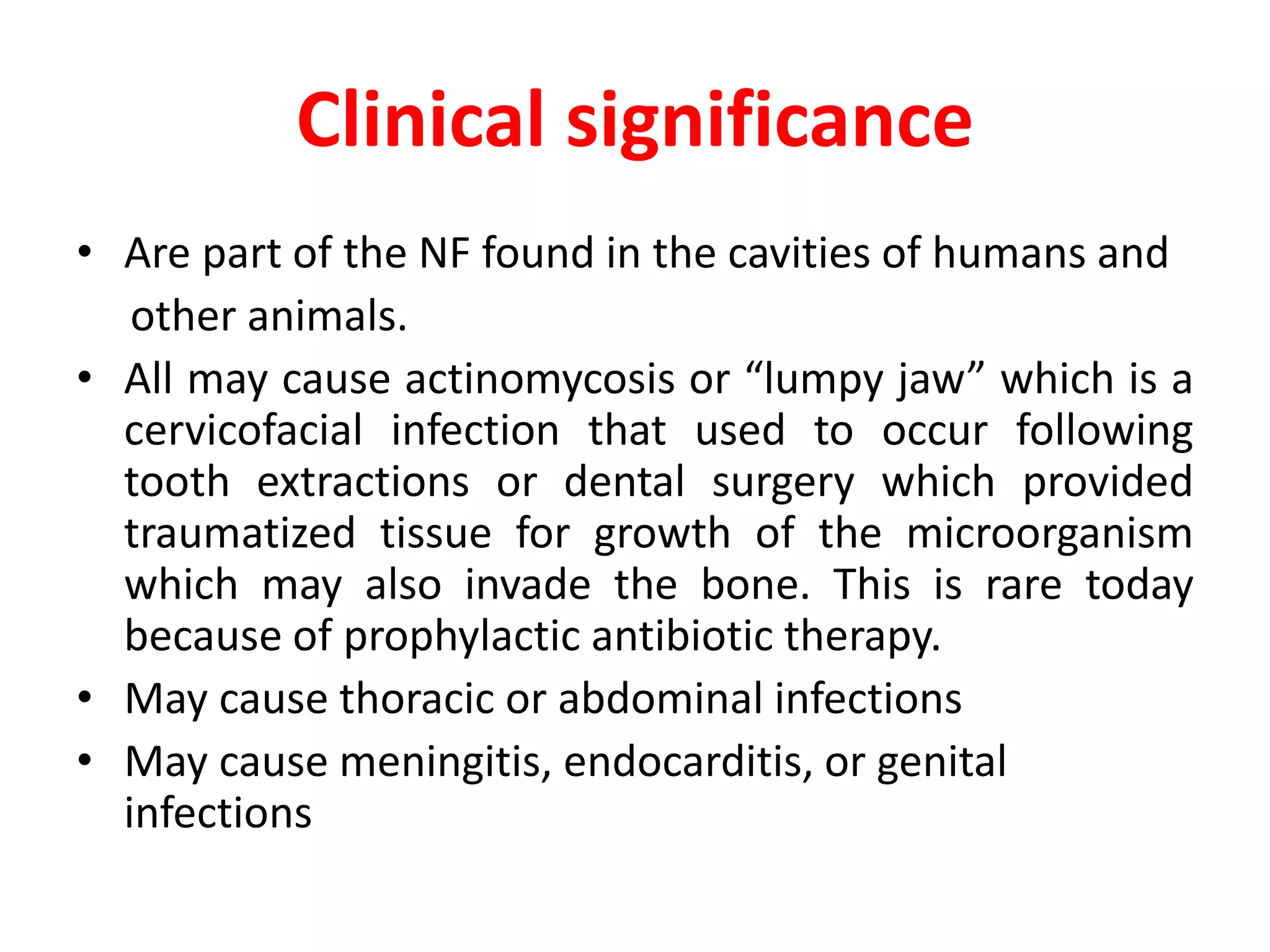 Clinical significance
• Are part of the NF found in the cavities of humans and
other animals.
• All may cause actinomycosis or “lumpy jaw” which is a
cervicofacial infection that used to occur following
tooth extractions or dental surgery which provided
traumatized tissue for growth of the microorganism
which may also invade the bone. This is rare today
because of prophylactic antibiotic therapy.
• May cause thoracic or abdominal infections
• May cause meningitis, endocarditis, or genital
infections
 