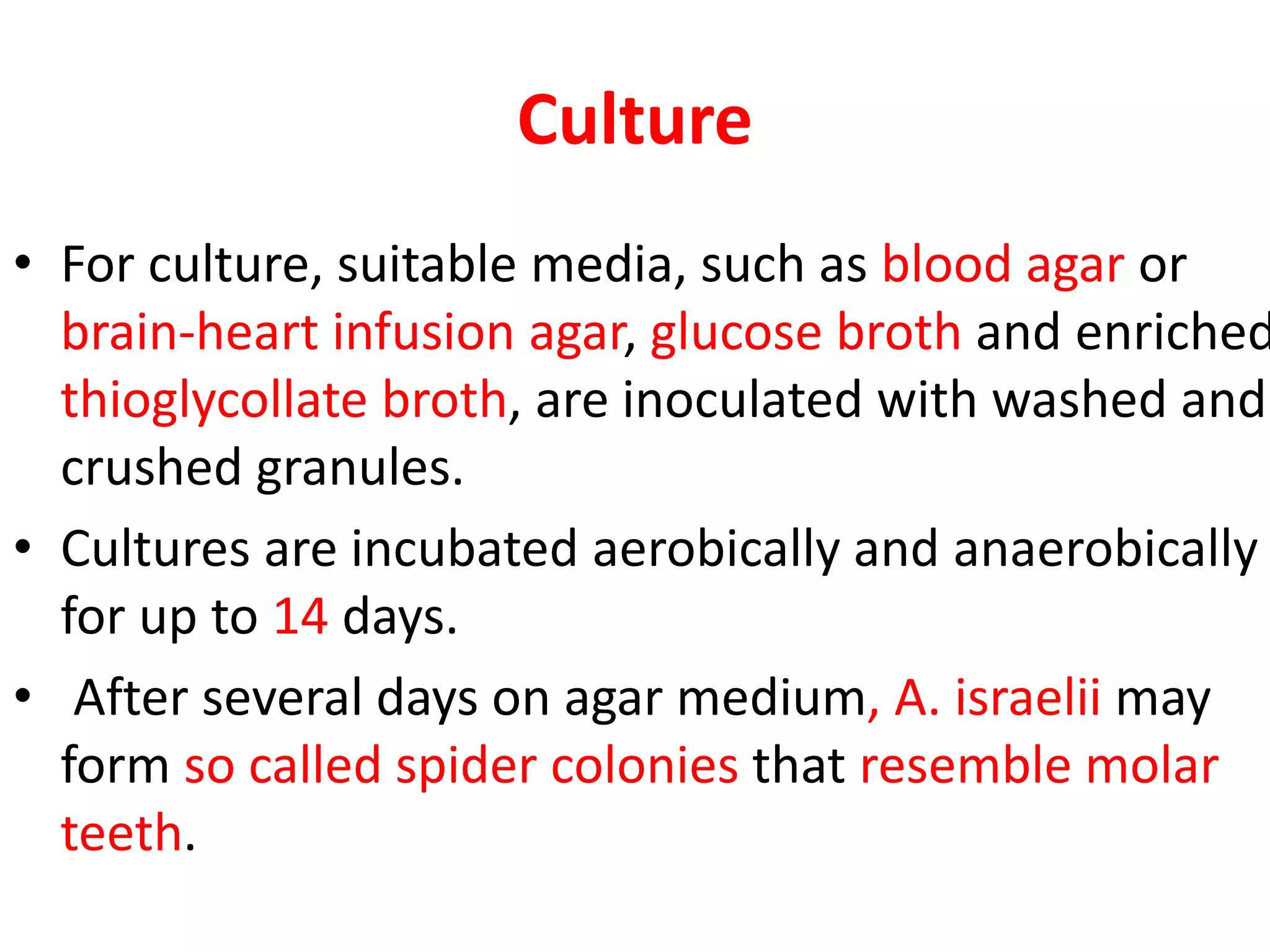 Culture
• For culture, suitable media, such as blood agar or
brain-heart infusion agar, glucose broth and enriched
thioglycollate broth, are inoculated with washed and
crushed granules.
• Cultures are incubated aerobically and anaerobically
for up to 14 days.
• After several days on agar medium, A. israelii may
form so called spider colonies that resemble molar
teeth.
 