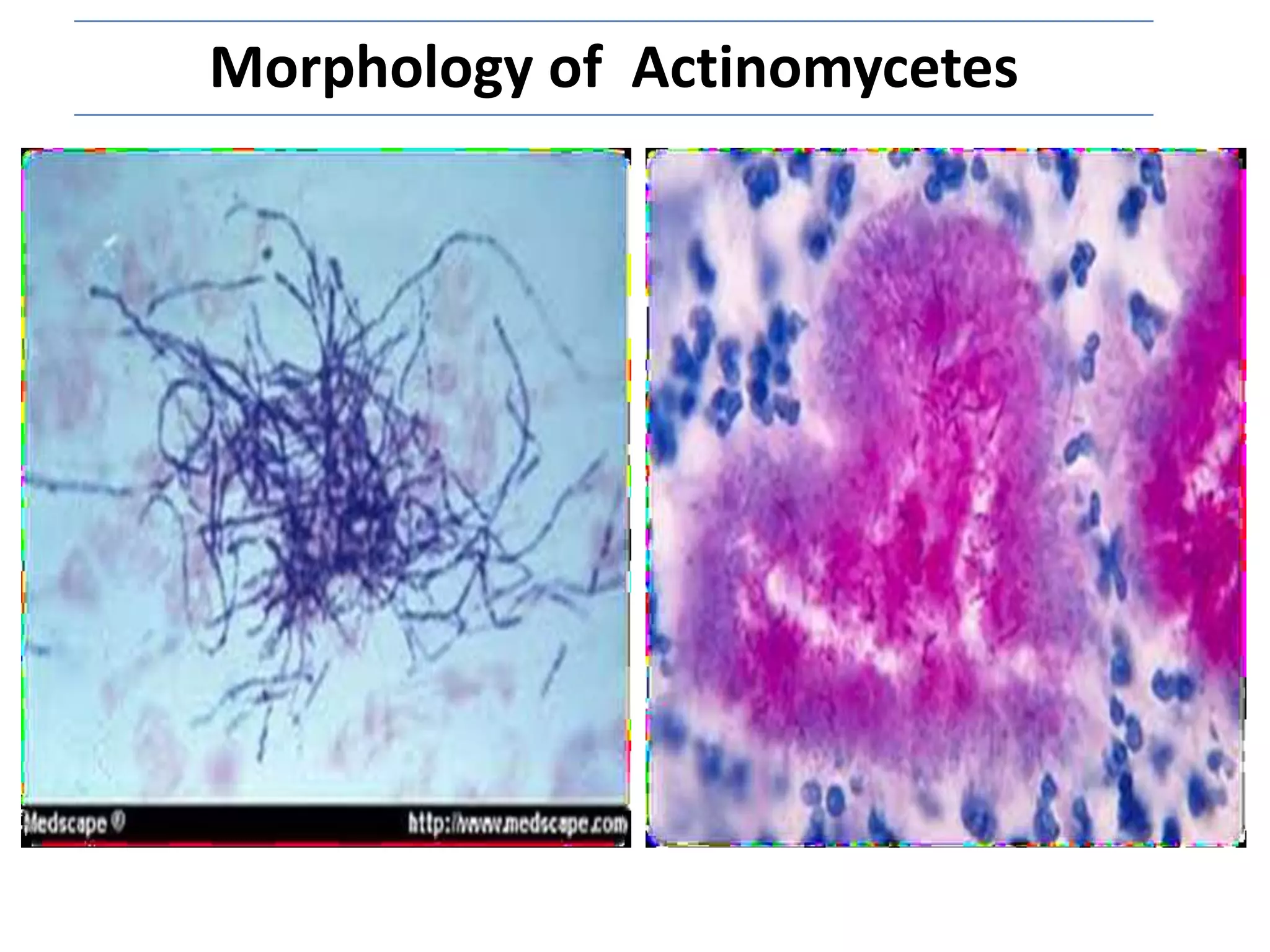 Morphology of Actinomycetes
 