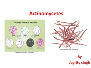 Actinomycetes
By
Jagrity singh
 
