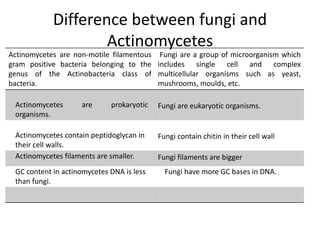 Difference between fungi and
Actinomycetes
Actinomycetes are non-motile filamentous
gram positive bacteria belonging to the
genus of the Actinobacteria class of
bacteria.
Fungi are a group of microorganism which
includes single cell and complex
multicellular organisms such as yeast,
mushrooms, moulds, etc.
Actinomycetes are prokaryotic
organisms.
Fungi are eukaryotic organisms.
Actinomycetes contain peptidoglycan in
their cell walls.
Fungi contain chitin in their cell wall
Actinomycetes filaments are smaller. Fungi filaments are bigger
GC content in actinomycetes DNA is less
than fungi.
Fungi have more GC bases in DNA.
 