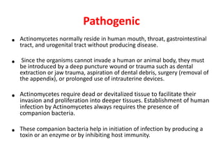 Pathogenic
• Actinomycetes normally reside in human mouth, throat, gastrointestinal
tract, and urogenital tract without producing disease.
• Since the organisms cannot invade a human or animal body, they must
be introduced by a deep puncture wound or trauma such as dental
extraction or jaw trauma, aspiration of dental debris, surgery (removal of
the appendix), or prolonged use of intrauterine devices.
• Actinomycetes require dead or devitalized tissue to facilitate their
invasion and proliferation into deeper tissues. Establishment of human
infection by Actinomycetes always requires the presence of
companion bacteria.
• These companion bacteria help in initiation of infection by producing a
toxin or an enzyme or by inhibiting host immunity.
 